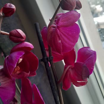 Çiçek Sepeti'nden Gelen Hayal Kırıklığı: Solan Orkideler