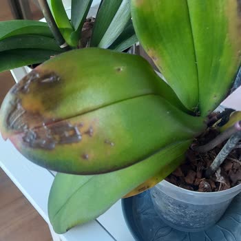 Çiçek Sepeti'nden Gelen Hayal Kırıklığı: Solan Orkideler