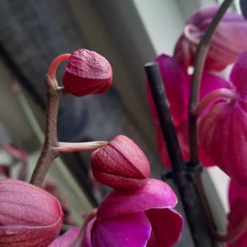 Çiçek Sepeti'nden Gelen Hayal Kırıklığı: Solan Orkideler