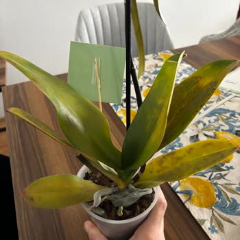 Çiçek Sepeti'nden Gelen Çürük Orkide Ve Yetersiz Müşteri Hizmeti