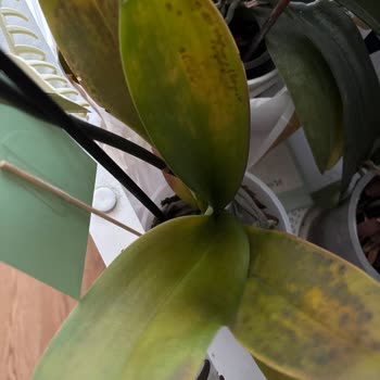 Çiçek Sepeti'nden Gelen Çürük Orkide Ve Yetersiz Müşteri Hizmeti