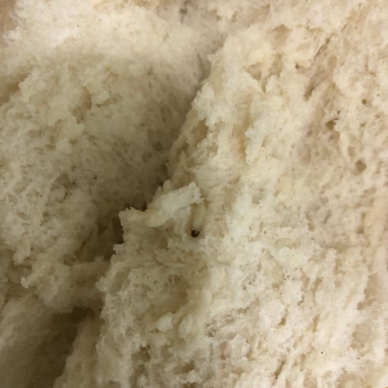 Ekmekte Kurt Ve Un Böceklenmesi Şoku