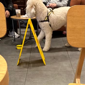 Starbucks'ta Hijyen Sorunu: Köpek Ve Temizlik Krizi!