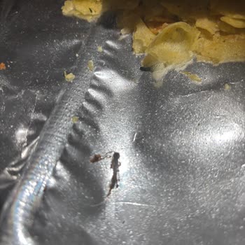 Lays Paketinde Hijyen Skandalı: Böcek Şoku