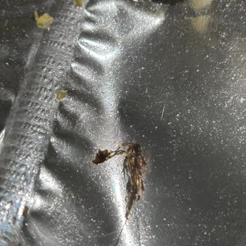 Lays Paketinde Hijyen Skandalı: Böcek Şoku