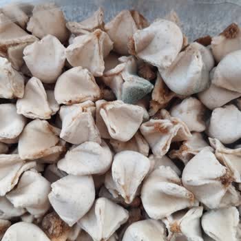 Küflü Mantı Şoku: Sağlığımız Bu Kadar Ucuz Mu?