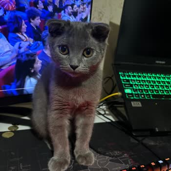 Monster Abra A5 Ekran Sorunu Ve Kullanıcı Şikayetleri