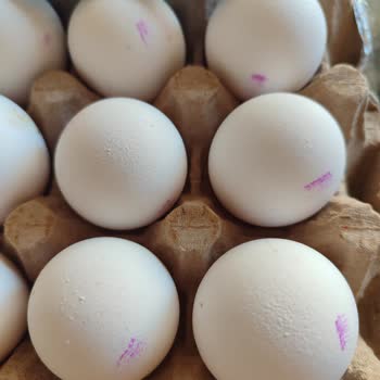 Silinmiş Tarihlerle Tehlike Saçan Yumurtalar