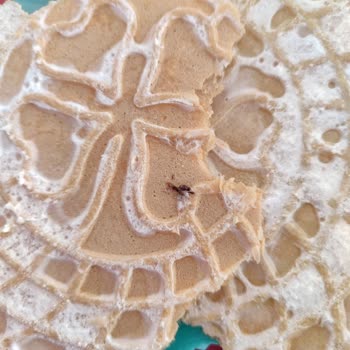 A101'deki Üründen Çıkan Şaşırtıcı Sürpriz