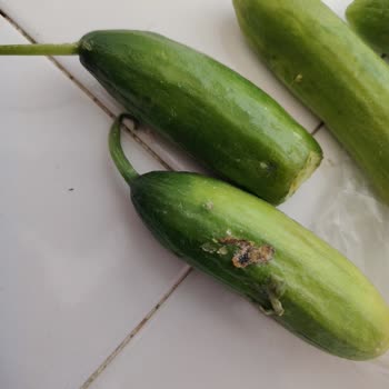 Migros'tan Gelen Bozuk Ürünler Ve Yanıltıcı İade Süreci