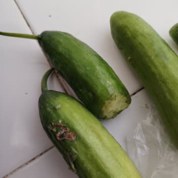 Migros'tan Gelen Bozuk Ürünler Ve Yanıltıcı İade Süreci