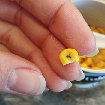 Tukaş Konservesinde Şok Edici Sinek Sürprizi