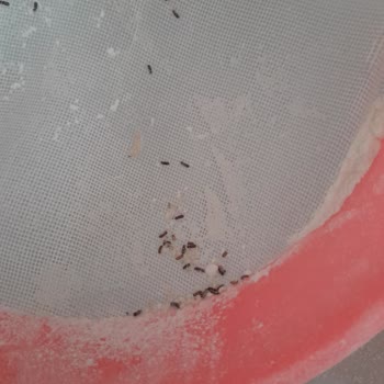 Tellioğlu Değirmen Baklavalık Ununda Böceklenme!