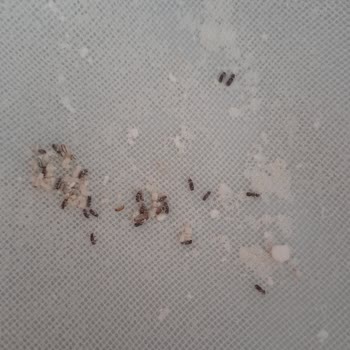 Tellioğlu Değirmen Baklavalık Ununda Böceklenme!