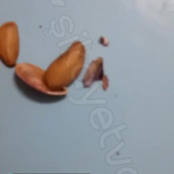 Çerezim Kuruyemiş Antep Fıstığı Sıkıntısı!