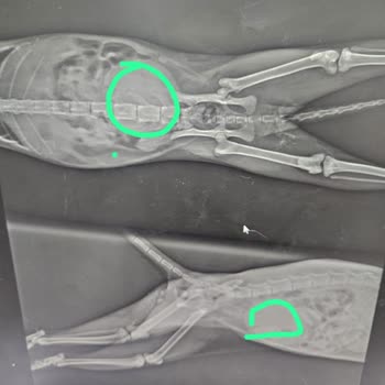 Veteriner Hatası Yüzünden Kaybedilen Can