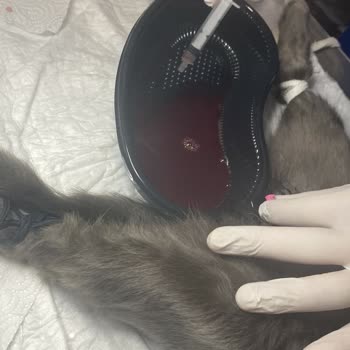 Veteriner Hatası Yüzünden Kaybedilen Can