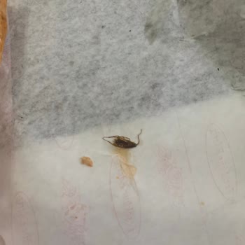 Tavuk Dürümde Böcek Şoku: Sağlığımız Tehlikede!