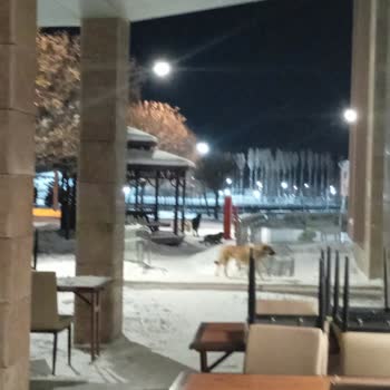 Yurt Önündeki Köpek Tehlikesi