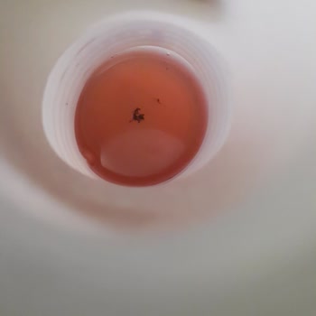 Vişneli İçecekte Sağlık Tehlikesi: Böcek Ve Parçacık Sorunu