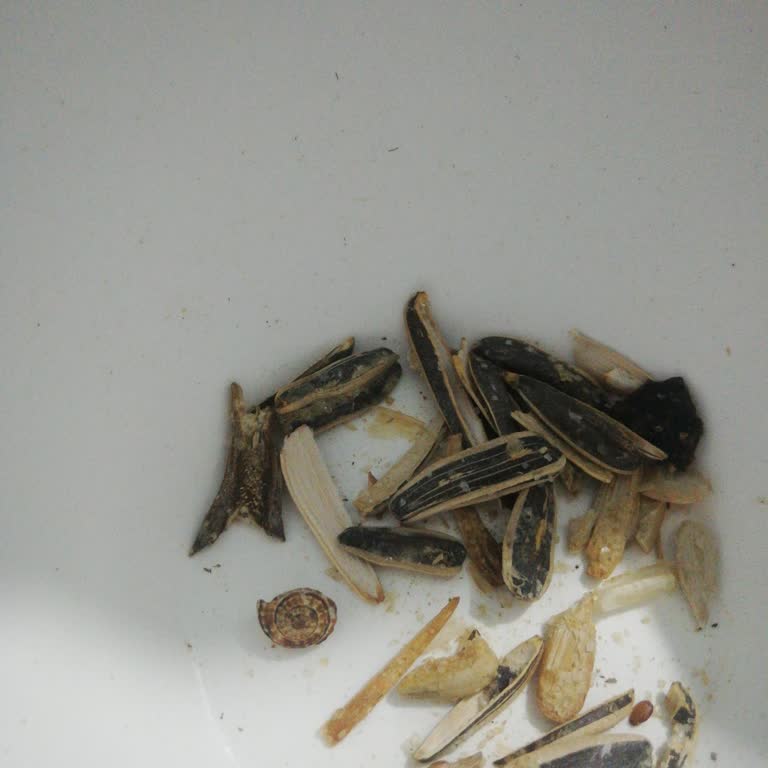 Amigo Çekirdekte Salyangoz Kabusu
