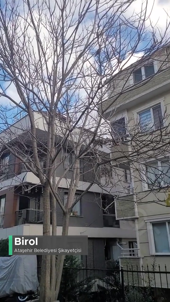 Ataşehir Belediyesi Ağaç Köklerinden İstimlak Duvarın Yıkılma Riski! videonun kapak resmi