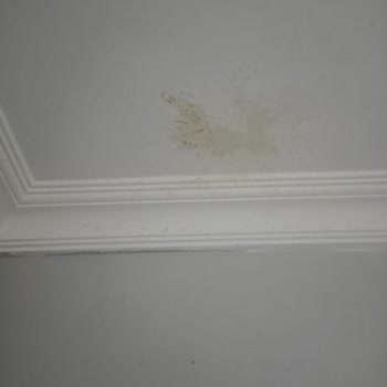 Kefirix Kefir Patlaması Ve Kötü Koku Sorunu