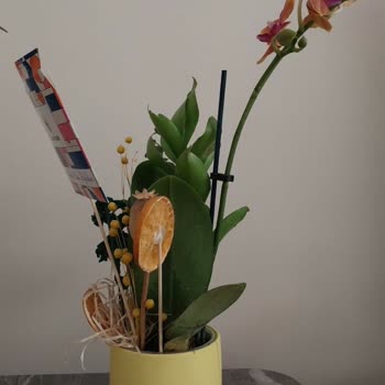 Kırık Saksı Ve Özensiz Çiçekle Hayal Kırıklığı