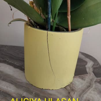 Kırık Saksı Ve Özensiz Çiçekle Hayal Kırıklığı