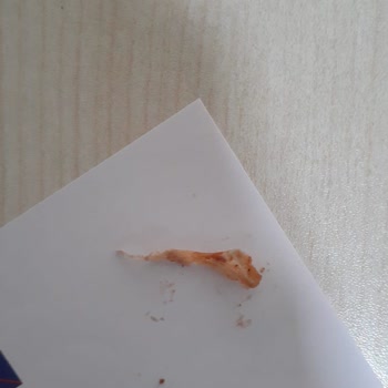 Sardunya Ev Yemekleri (Alanya) Yemekten Poşet Çıktı