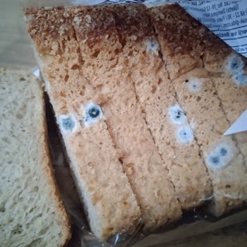 Küflenen Ekmek Şikayeti