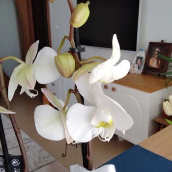 Çiçek Sepeti'nde Hayal Kırıklığı: Eksik Ve Hasarlı Teslimat, Müşteri Memnuniyeti Sıfır