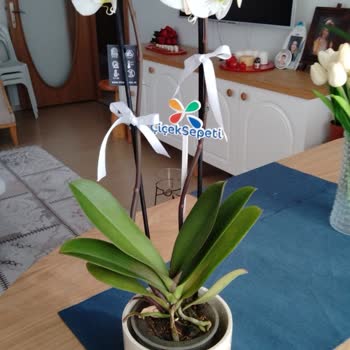 Çiçek Sepeti'nde Hayal Kırıklığı: Eksik Ve Hasarlı Teslimat, Müşteri Memnuniyeti Sıfır