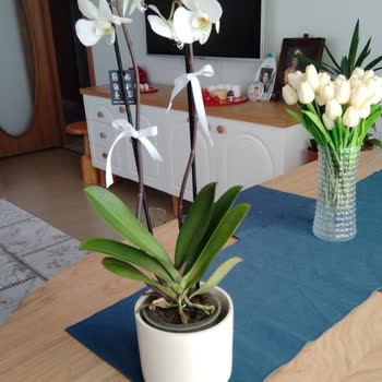 Çiçek Sepeti'nde Hayal Kırıklığı: Eksik Ve Hasarlı Teslimat, Müşteri Memnuniyeti Sıfır