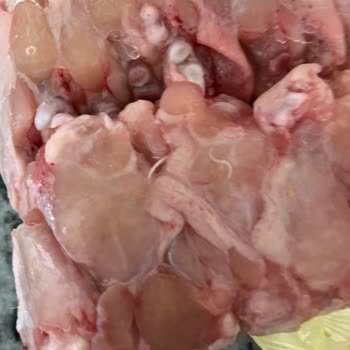 Gedik Marka Kanatlarda Sağlığı Tehdit Eden Tüyler