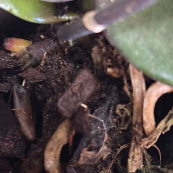 Özensiz Ve Eski Orkide Gönderimi Şikayeti