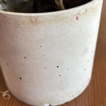 Özensiz Ve Eski Orkide Gönderimi Şikayeti