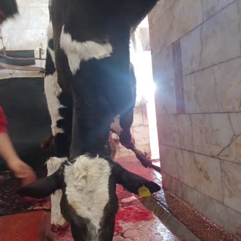 Eksper Hatası Nedeniyle Reddedilen Hasar Talebi