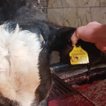 Eksper Hatası Nedeniyle Reddedilen Hasar Talebi