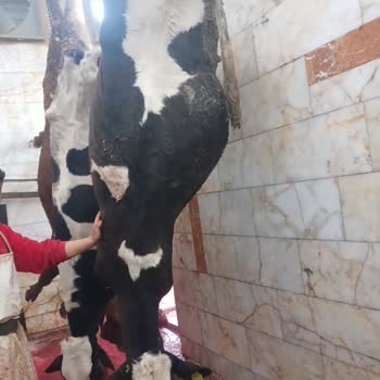 Eksper Hatası Nedeniyle Reddedilen Hasar Talebi