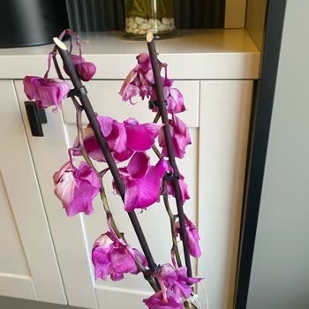 Çiçek Sepeti'nden Gelen Hayal Kırıklığı: Solmuş Orkide