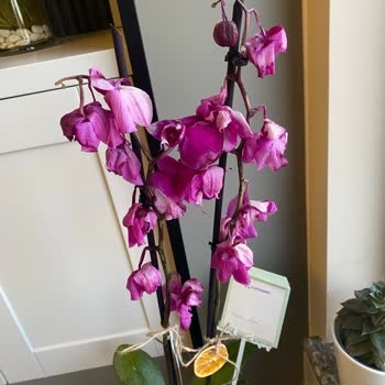 Çiçek Sepeti'nden Gelen Hayal Kırıklığı: Solmuş Orkide