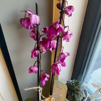 Çiçek Sepeti'nden Gelen Hayal Kırıklığı: Solmuş Orkide