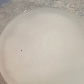 Prestijli Markanın Pirinci Böceklenme Sorunu