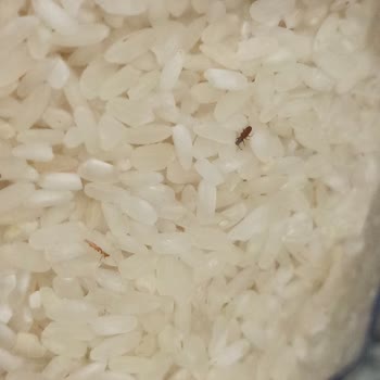 Prestijli Markanın Pirinci Böceklenme Sorunu