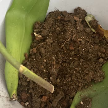 Çiçek Sepeti'nden Gelen Sahte Orkide Şoku