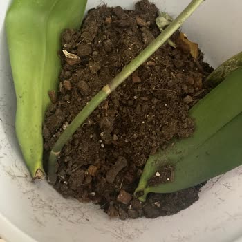 Çiçek Sepeti'nden Gelen Sahte Orkide Şoku