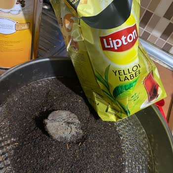 Lipton Çayında Küflenme Ve Hoş Olmayan Koku Sorunu