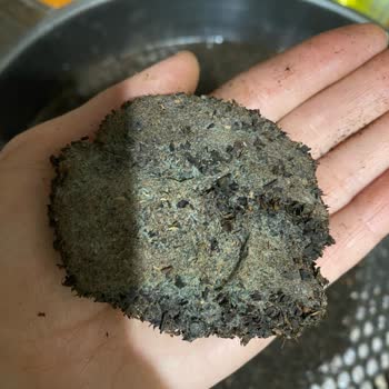 Lipton Çayında Küflenme Ve Hoş Olmayan Koku Sorunu