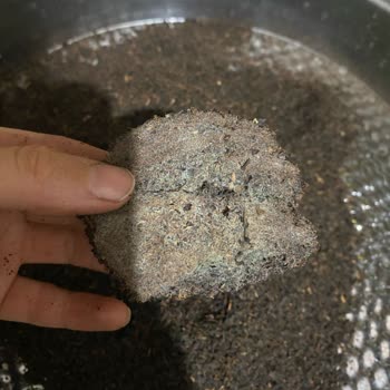 Lipton Çayında Küflenme Ve Hoş Olmayan Koku Sorunu